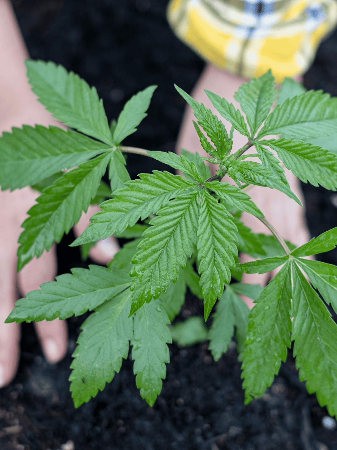 HHC Friends Blüten Sorten, vielfältige Auswahl an HHC Blüten.