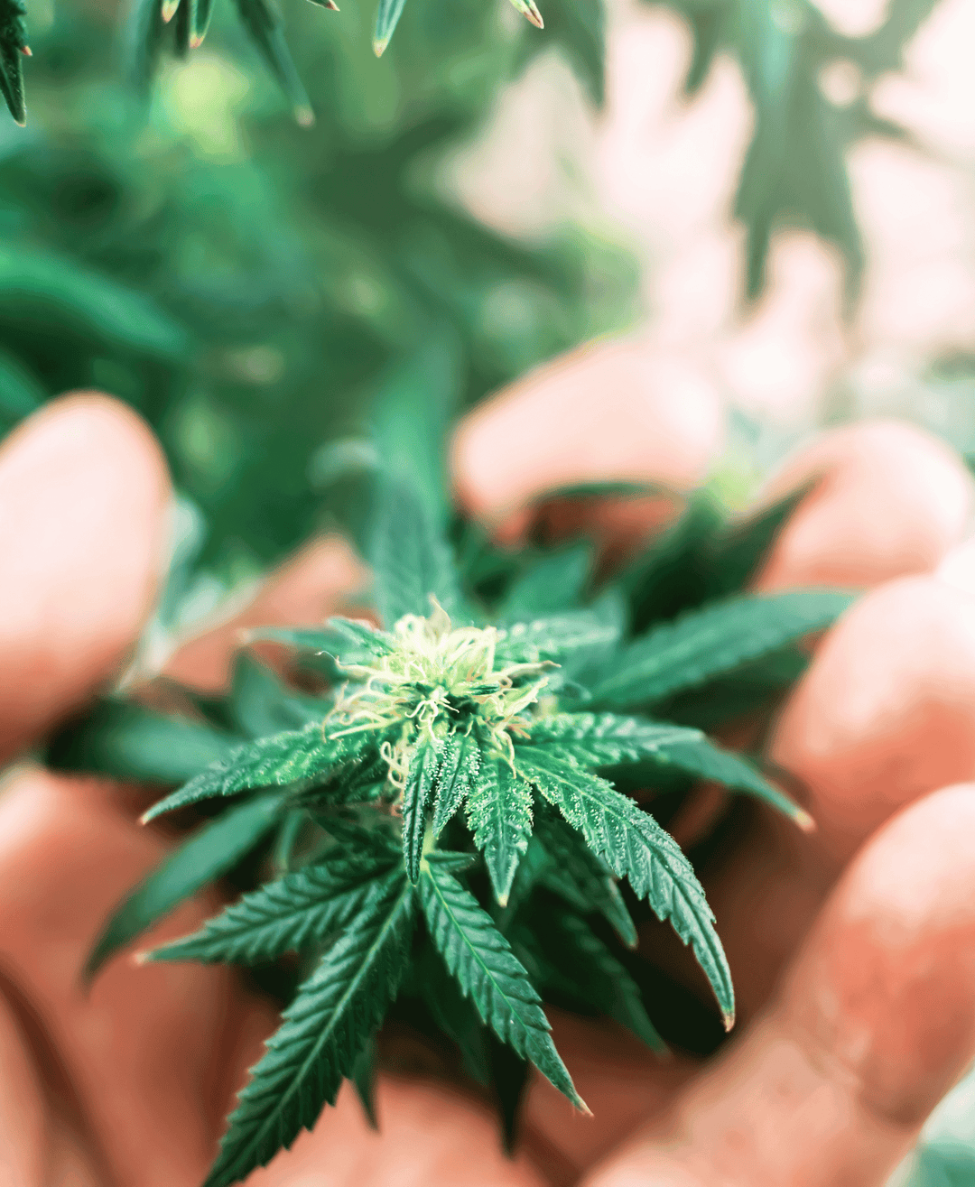 Cannabis Blüte in einer Hand