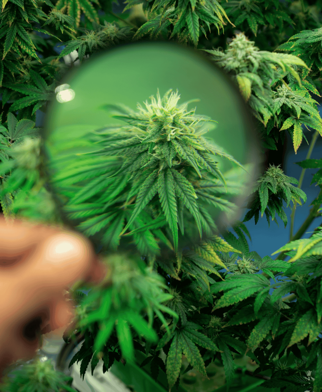 Cannabis Pflanze unter einer Lupe