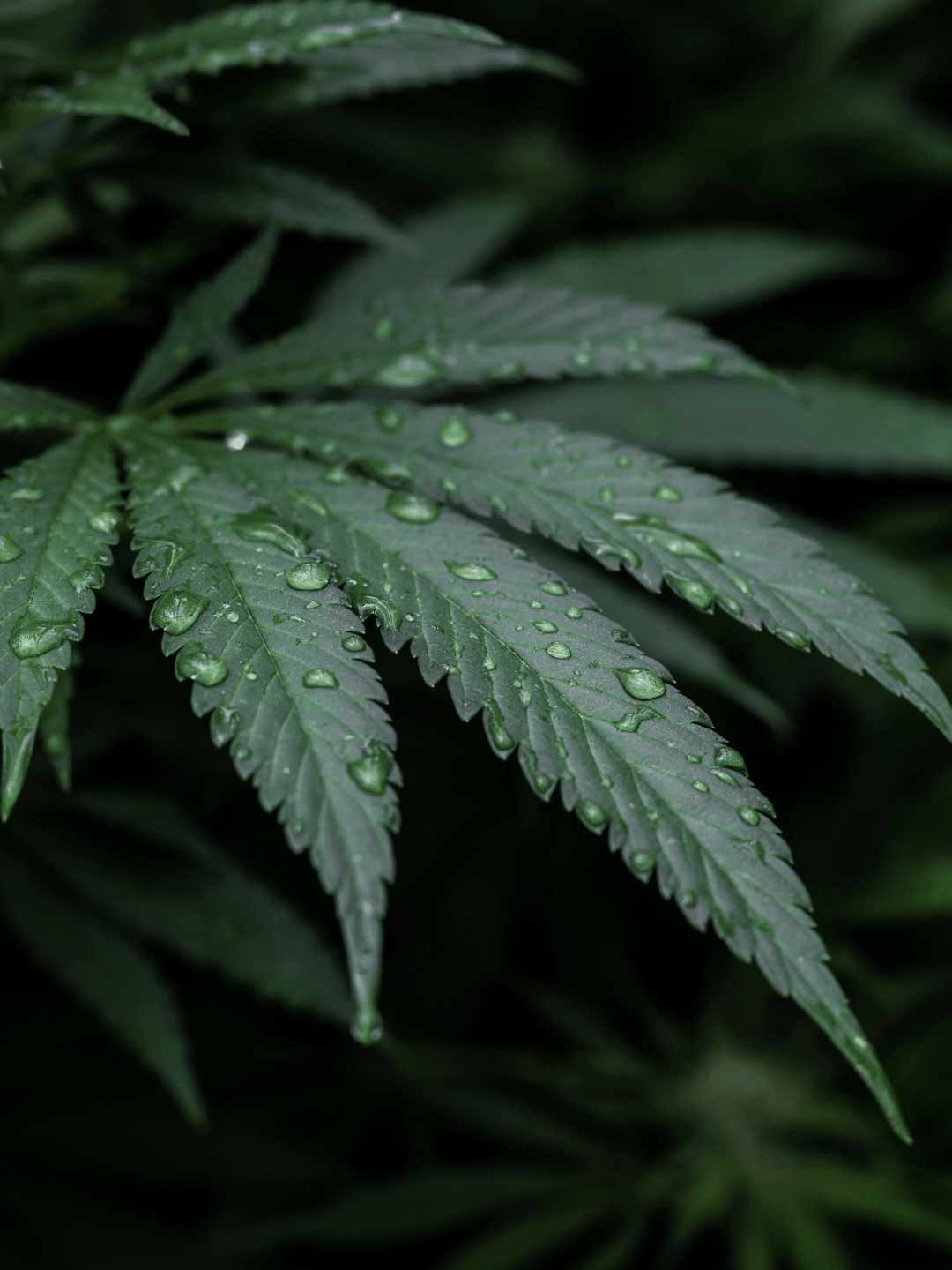 Cannabispflanze auf schwarzem Hintergrund