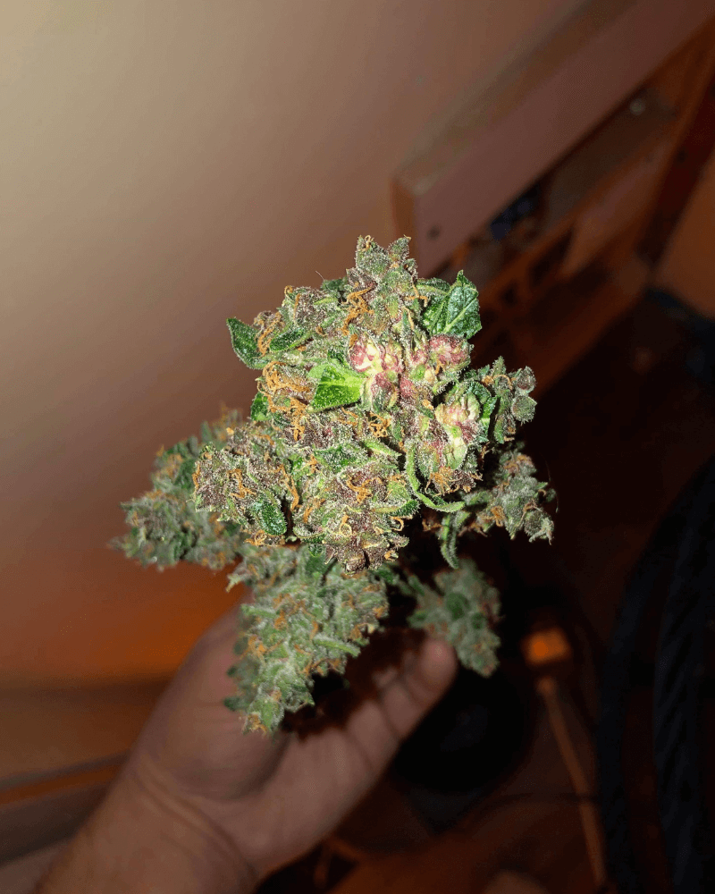 Genetische Herkunft von Purple Cookie Kush