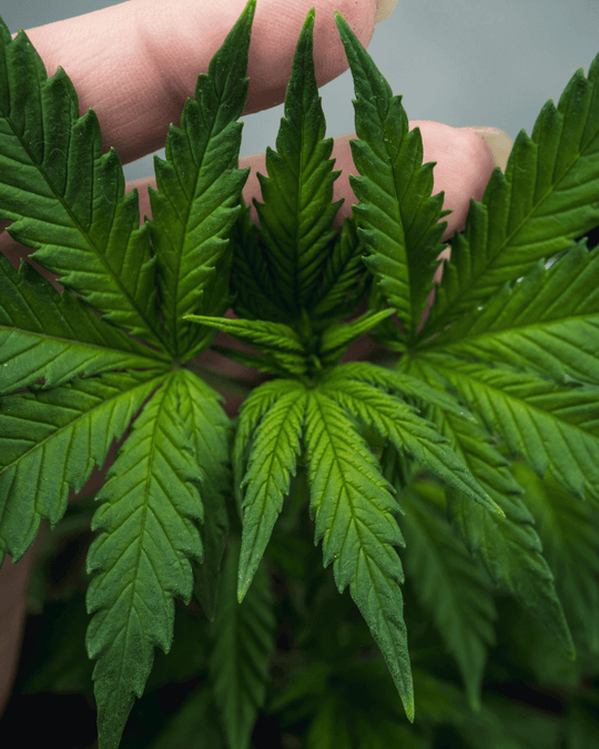 Hochwertige Marihuana Pflanzen kaufen