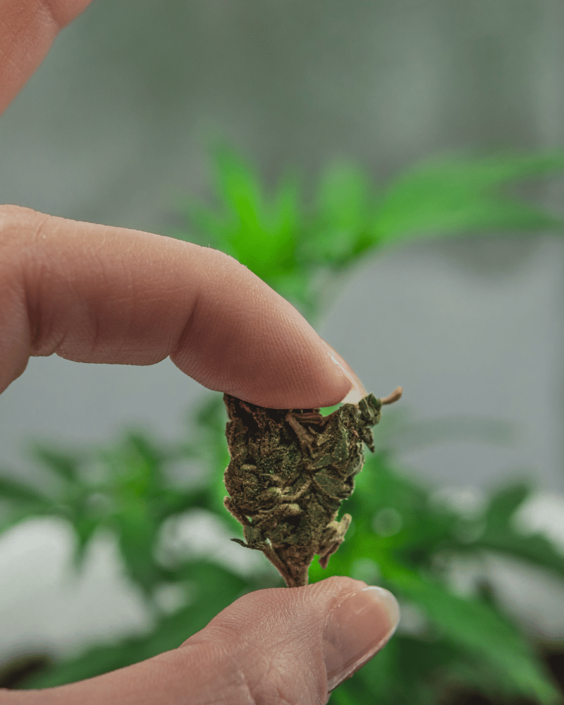 Finger die eine Cannabisblüte in der Hand halten