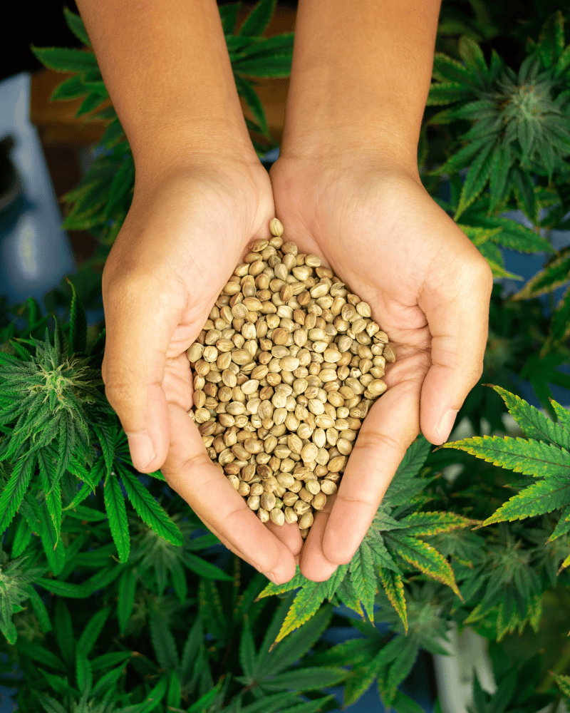 Hände mit Cannabissamen über Cannabispflanzen