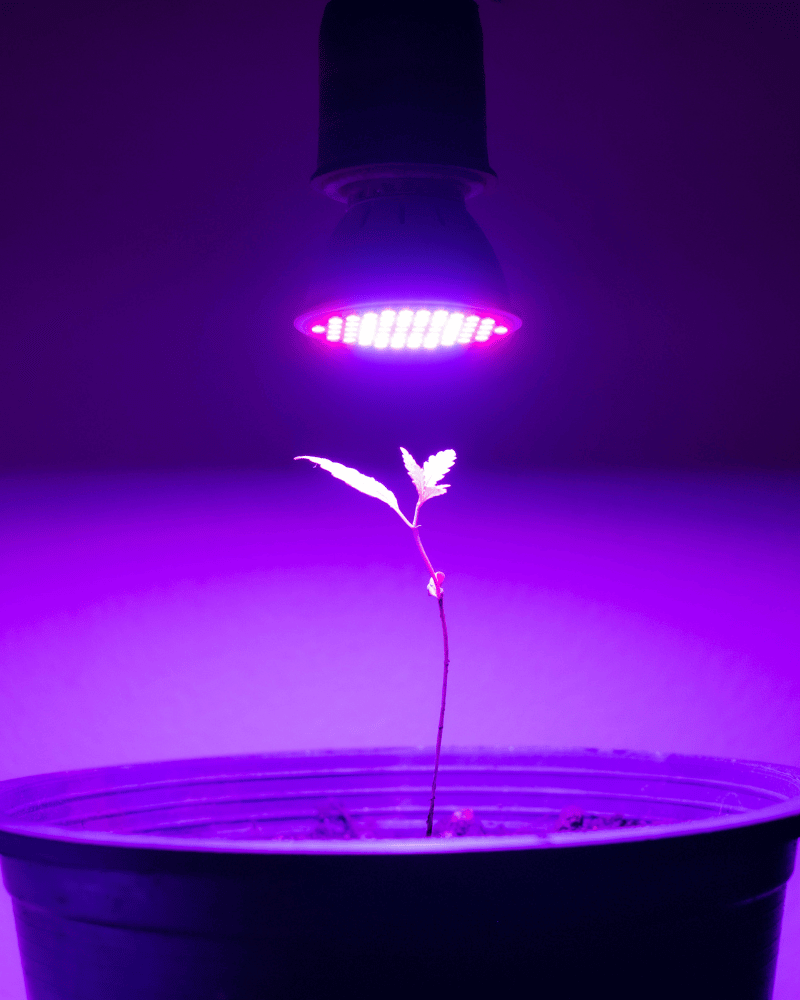 Kleiner Cannabis Setzling in einem Topf unter einer UV Licht Lampe