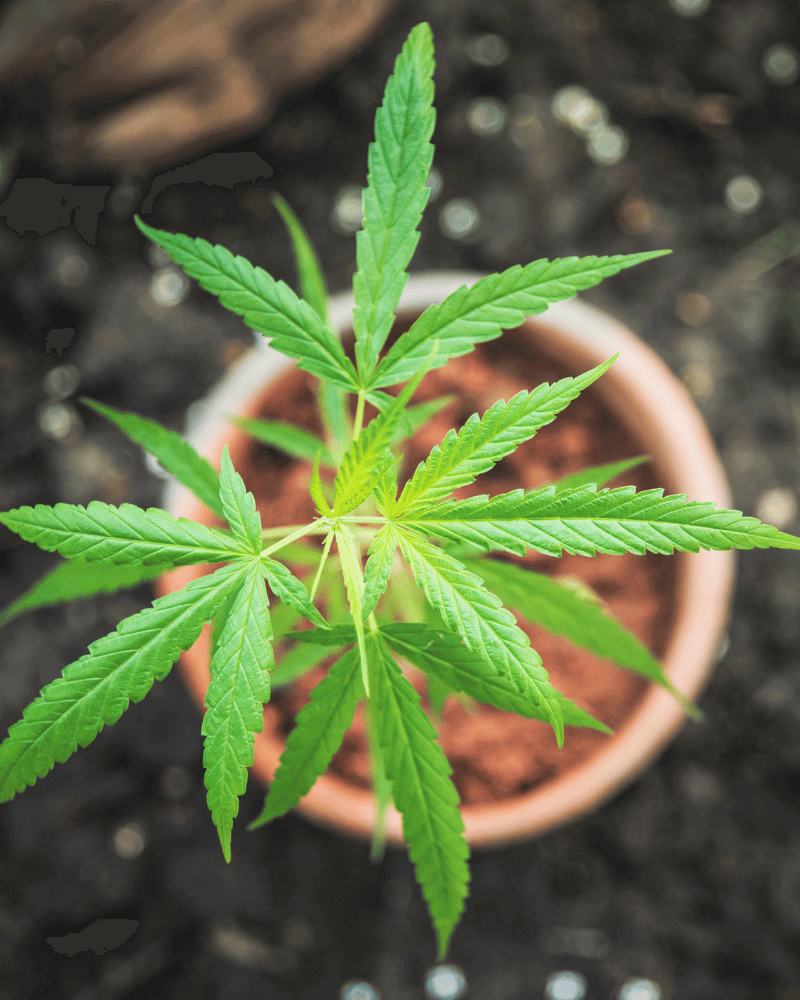 Kleine Cannabispflanze in einem Topf