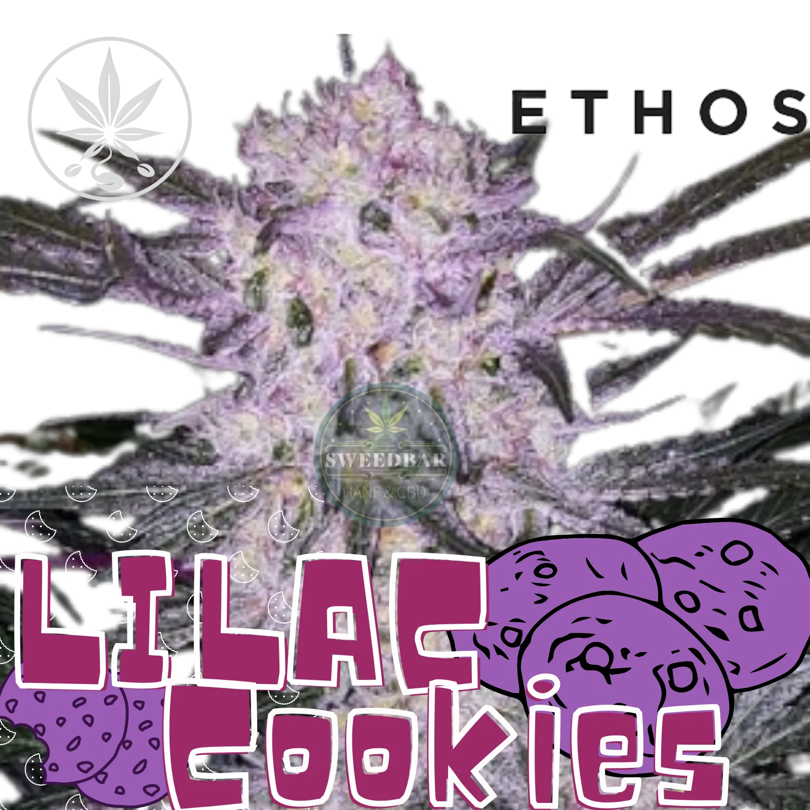Cannabis Steckling Lilac Cookies von Ethos Genetics-HHCFriends