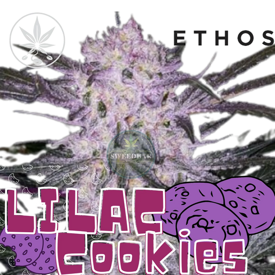 Cannabis Steckling Lilac Cookies von Ethos Genetics-HHCFriends