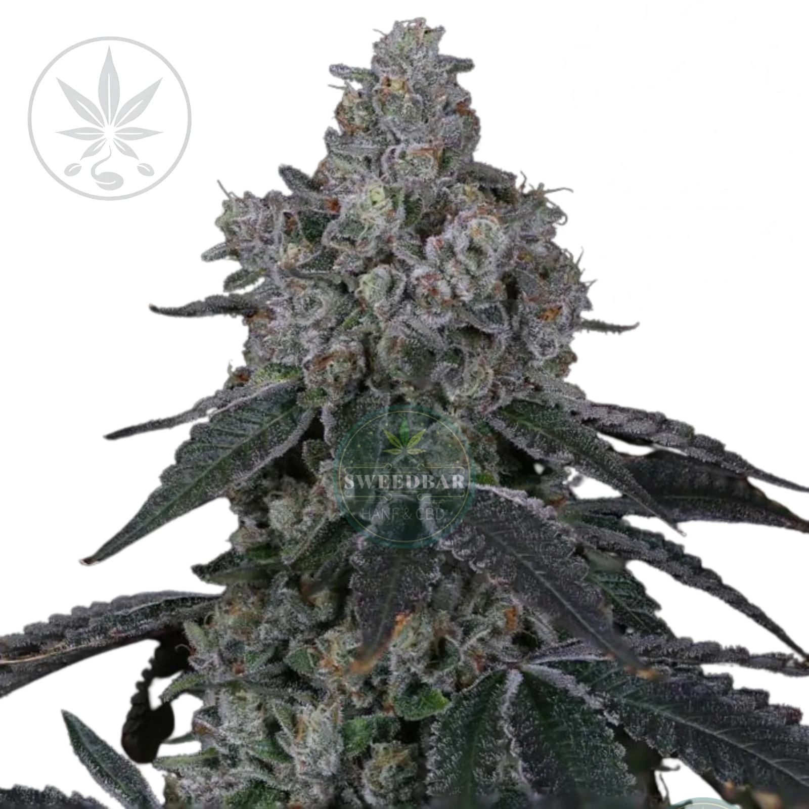 Cannabis Steckling Marshmallow OG