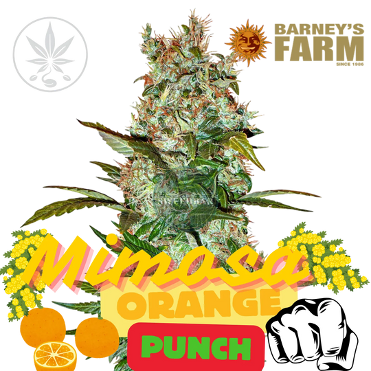 Premium Cannabis Stecklinge Mimosa x Orange Punch-HHCFriends