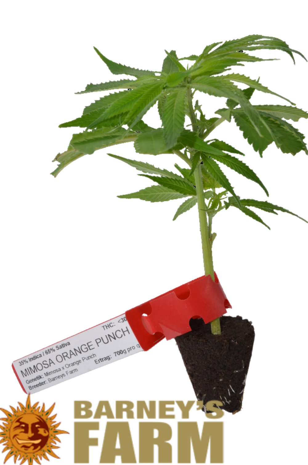 Premium Cannabis Stecklinge Mimosa x Orange Punch HHCFriends