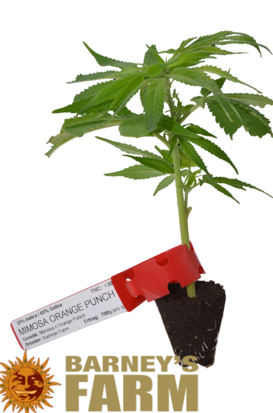 Premium Cannabis Stecklinge Mimosa x Orange Punch HHCFriends