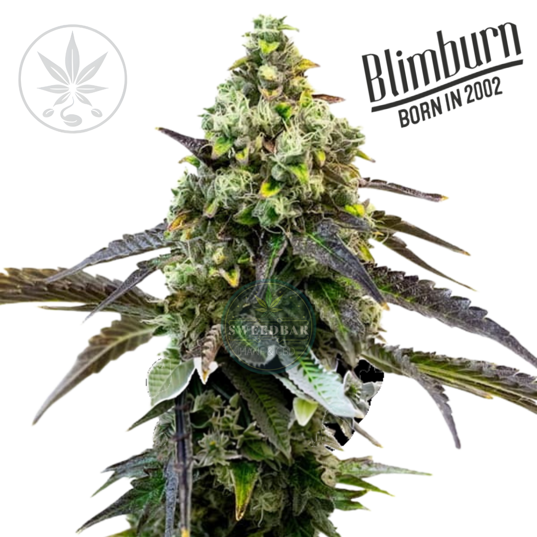 Premium Cannabis Stekken Mimosa Orange Punch