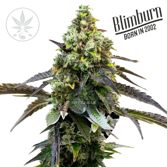 Premium Cannabis Stekken Mimosa Orange Punch