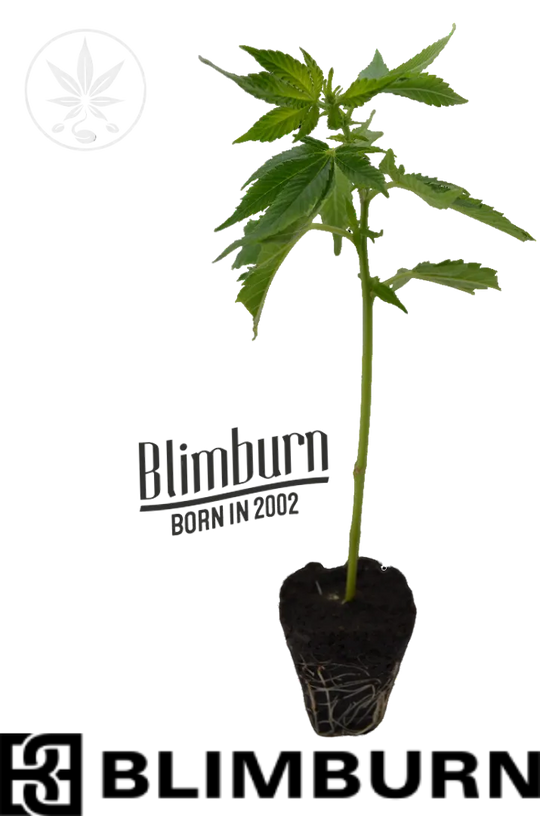 Cannabis Steckling Rainbow Sherbet #11