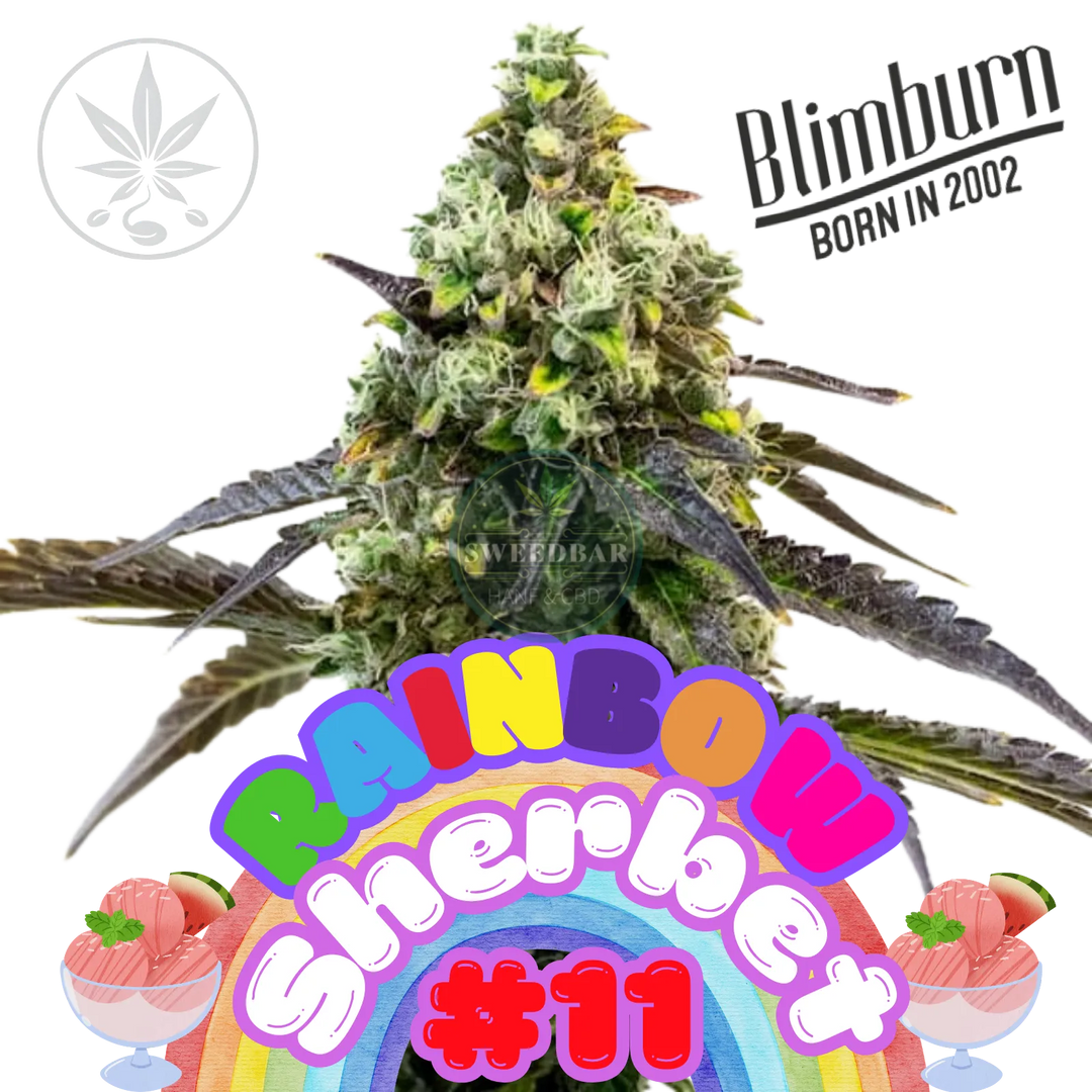 Cannabis Steckling Rainbow Sherbet #11-HHCFriends