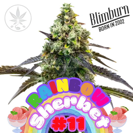 Cannabis Steckling Rainbow Sherbet #11-HHCFriends