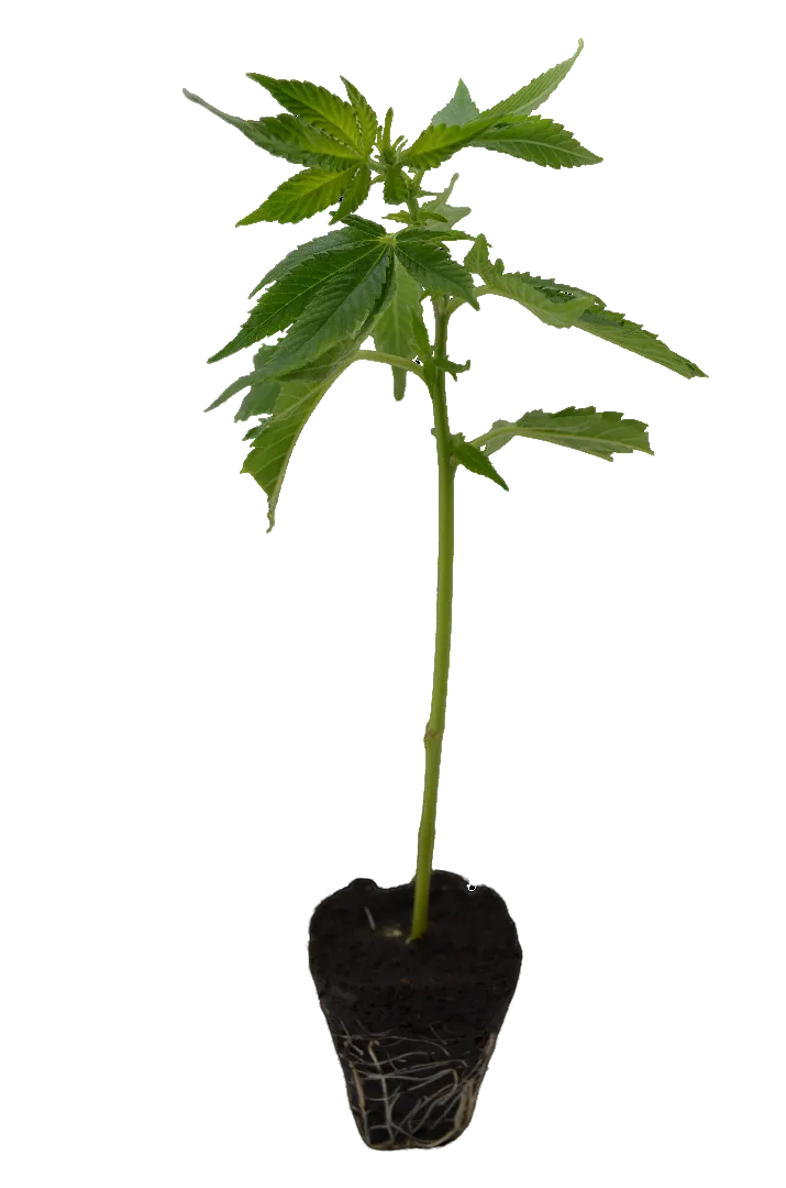 Cannabis Steckling Zombie Kush