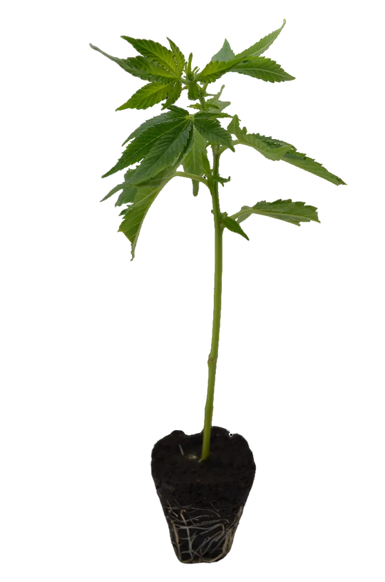 Cannabis Steckling Permanent Marker-HHCFriends