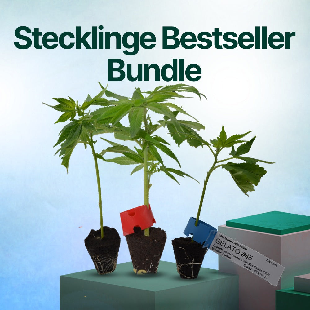 Stecklinge Bestseller Bundle