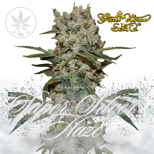 Premium Cannabis Stekken Super Silver Haze