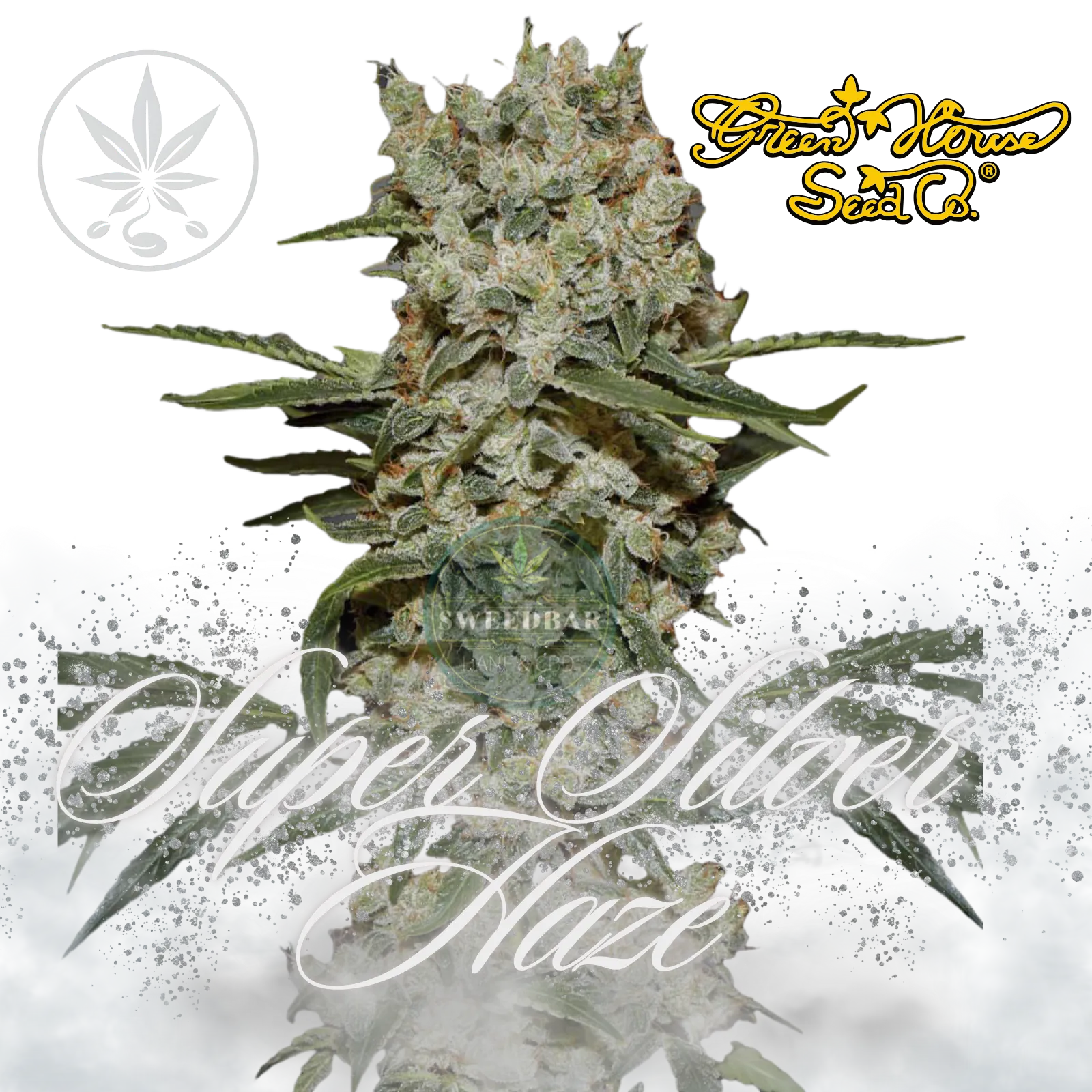 Premium Cannabis Stecklinge Super Silver Haze-HHCFriends