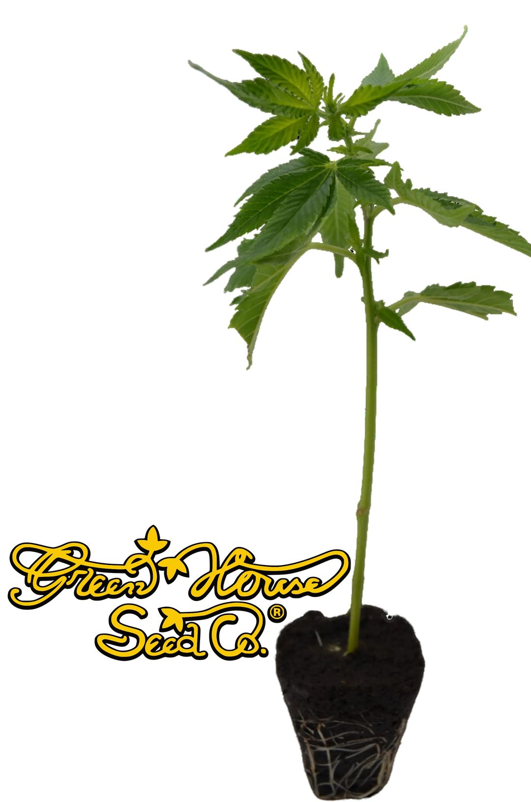 Premium Cannabis Stecklinge Super Silver Haze HHCFriends