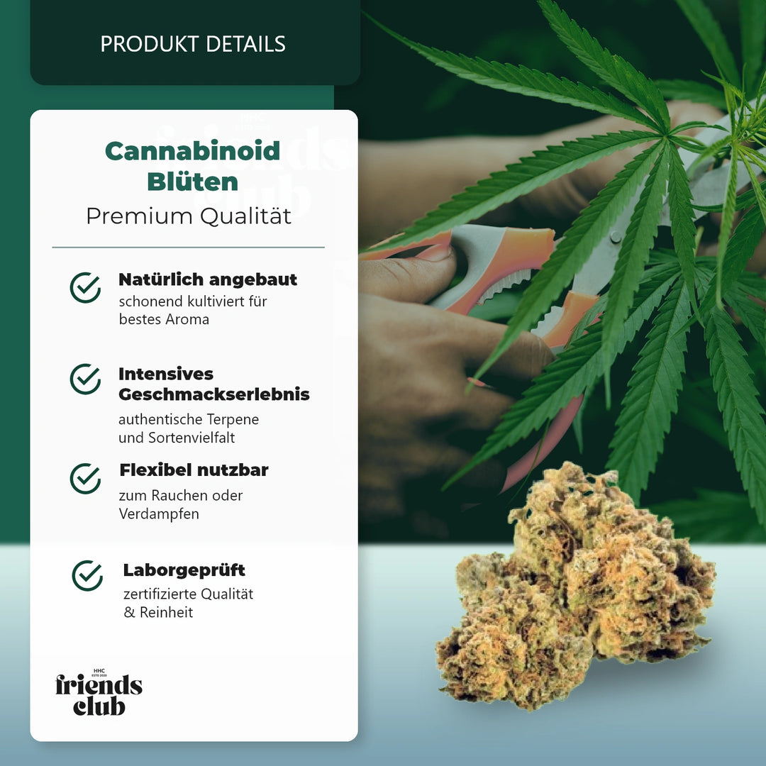 CBD Blüte Mango Kush THC Low