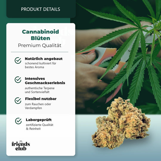 CBD Blüte Mango Kush THC Low