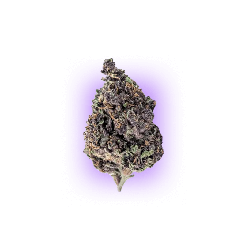 Cali Genetics Purple Milkshake 32,6% THC 🌱 3 Samen-HHCFriends