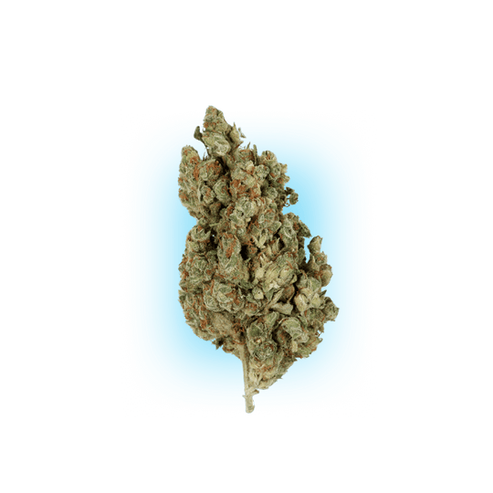 Cannabis Seeds Runtz x Amnesia