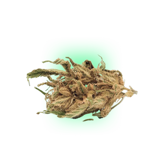 Cannabis Seeds Somango auto. 3Stück-HHCFriends