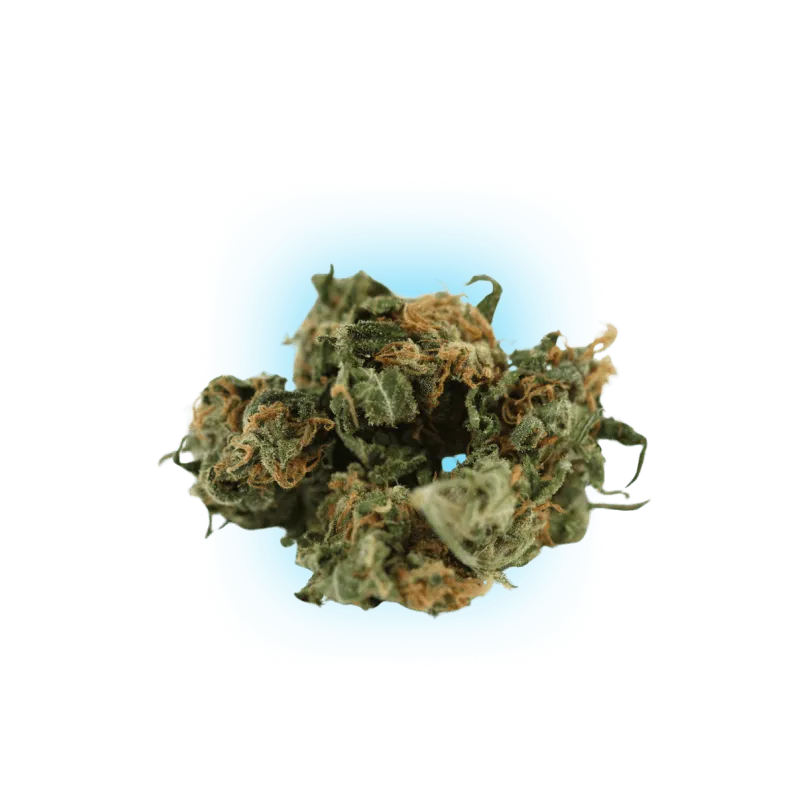 Cannabis Seeds Black Domina auto. 3Stück-HHCFriends