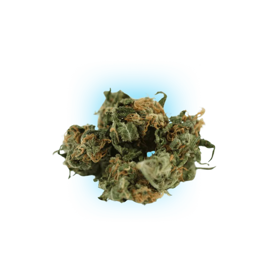 Cannabis Seeds Black Domina auto. 3Stück-HHCFriends