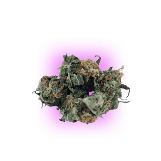 Cannabis Samen Black Domina
