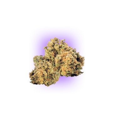 Cali Genetics Strawberry Guava - Schnellblühend 3St.