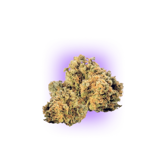 Cali Genetics Strawberry Guava - Schnellblühend 3St.-HHCFriends