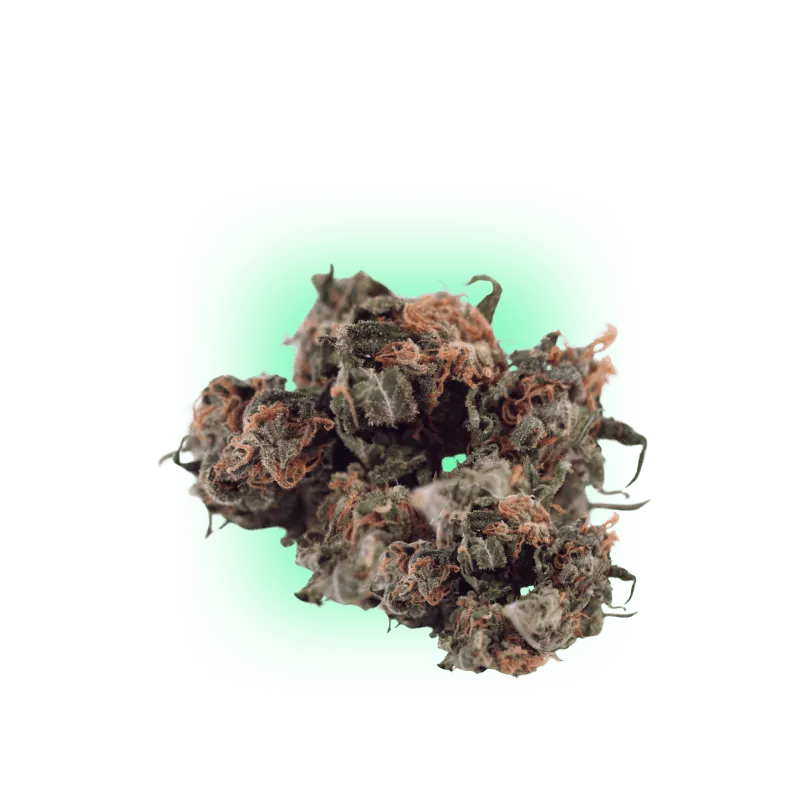 Cannabis Samen Automatik Mix Pack 5 Stück HHCFriends