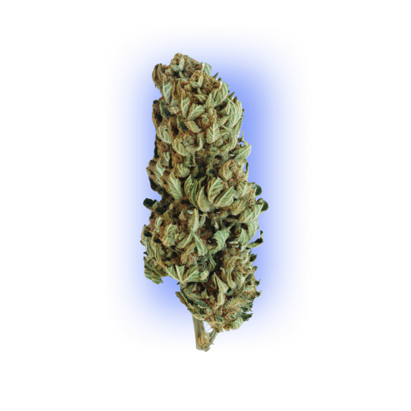 Cannabis Seeds Gorilla XL autoflowering