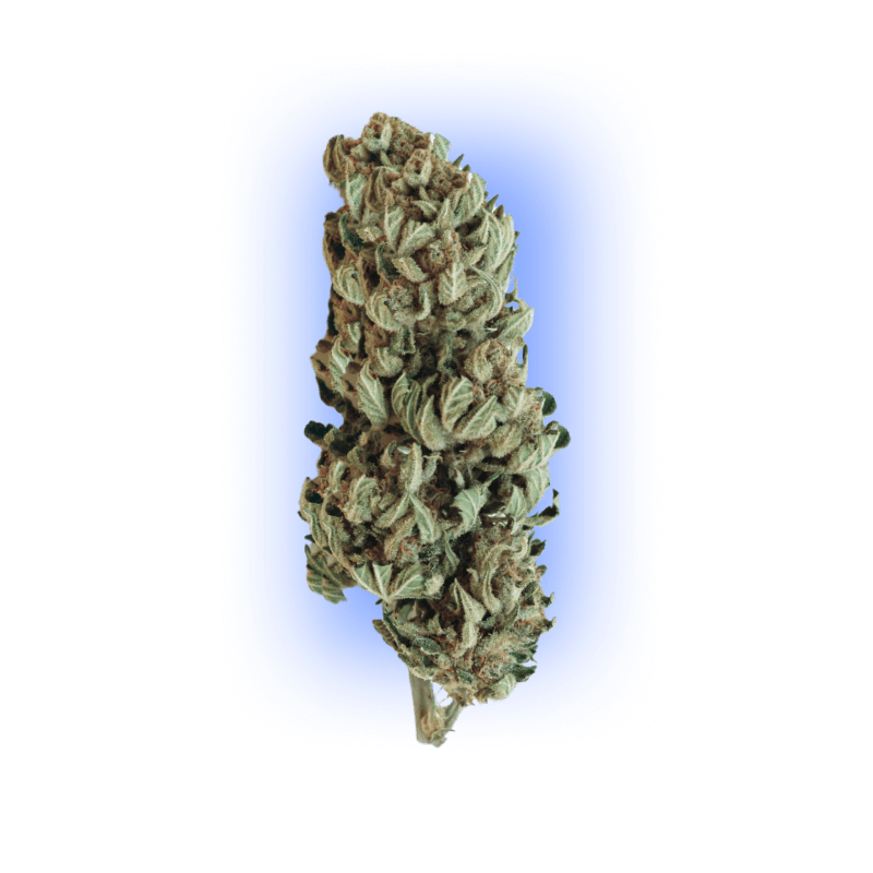 Cannabis Samen Gorilla XL