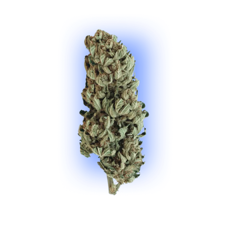 Cannabis Samen Automatik Mix Pack 5 Stück HHCFriends