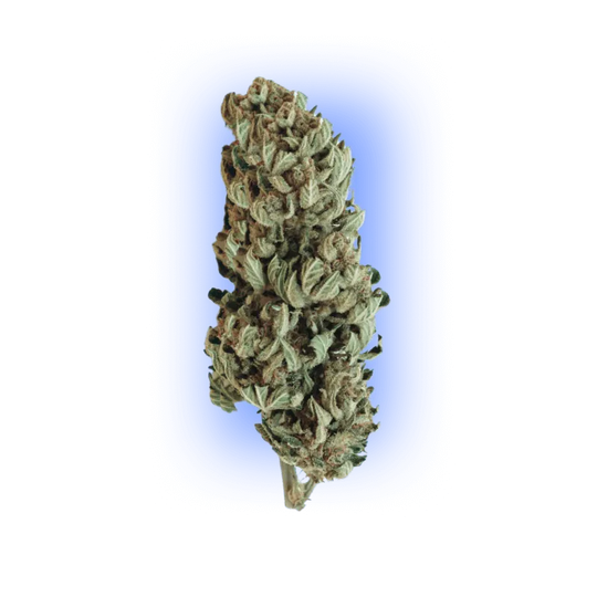 Cannabis Samen Automatik Mix Pack 5 Stück HHCFriends