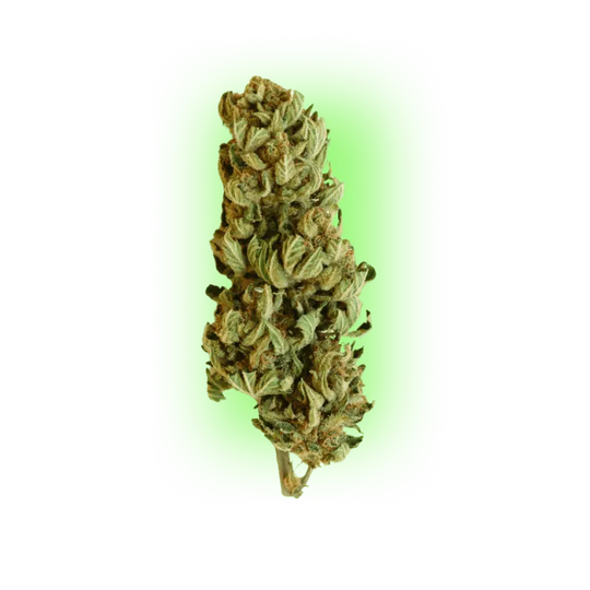 Cannabis Seeds Northern Light Indica 100% 3 Stück-HHCFriends