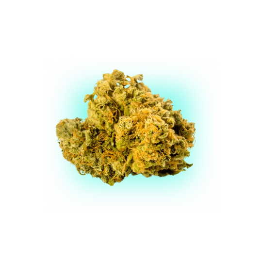 Cannabis Seeds Biscotti 3 Stück-HHCFriends