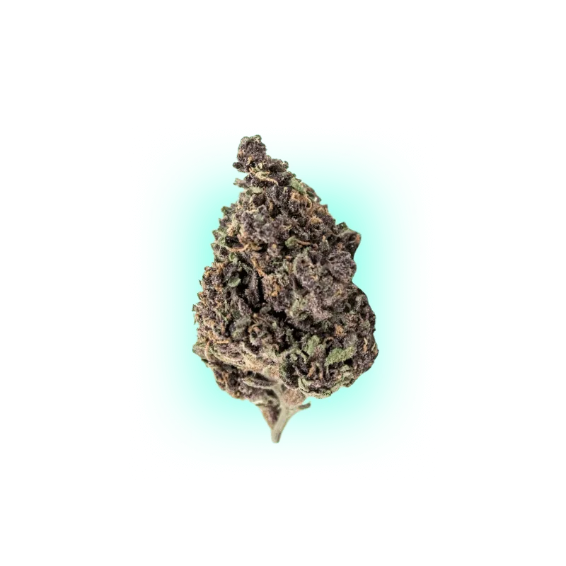 Cannabis Samen Automatik Mix Pack 5 Stück HHCFriends