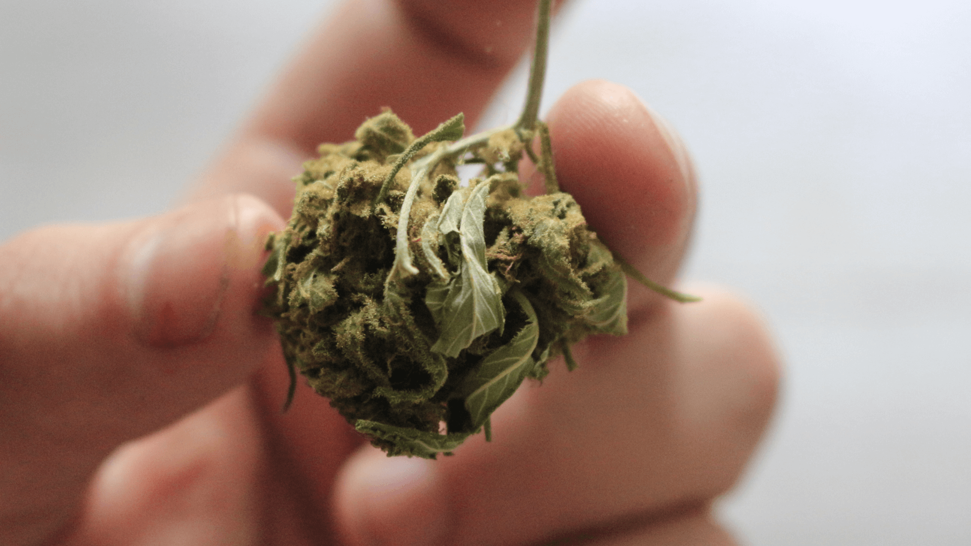 THC PO Cannabis Produkte