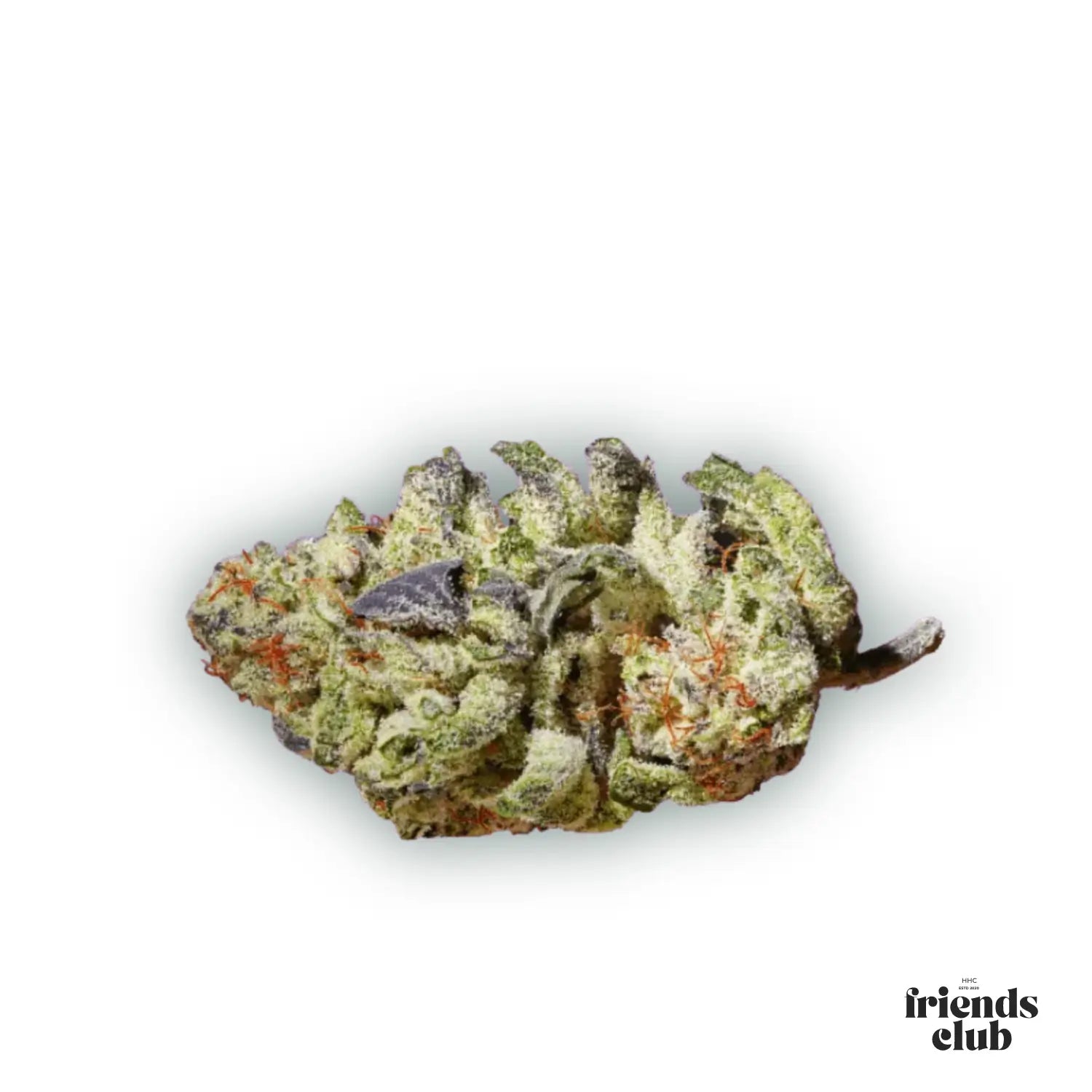 CBD Blüten Purple Haze 1g-HHCFriends