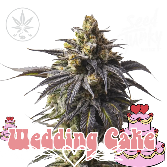 Cannabis Stecklinge Wedding Cake