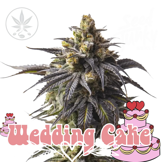 Cannabis Stecklinge Wedding Cake-HHCFriends