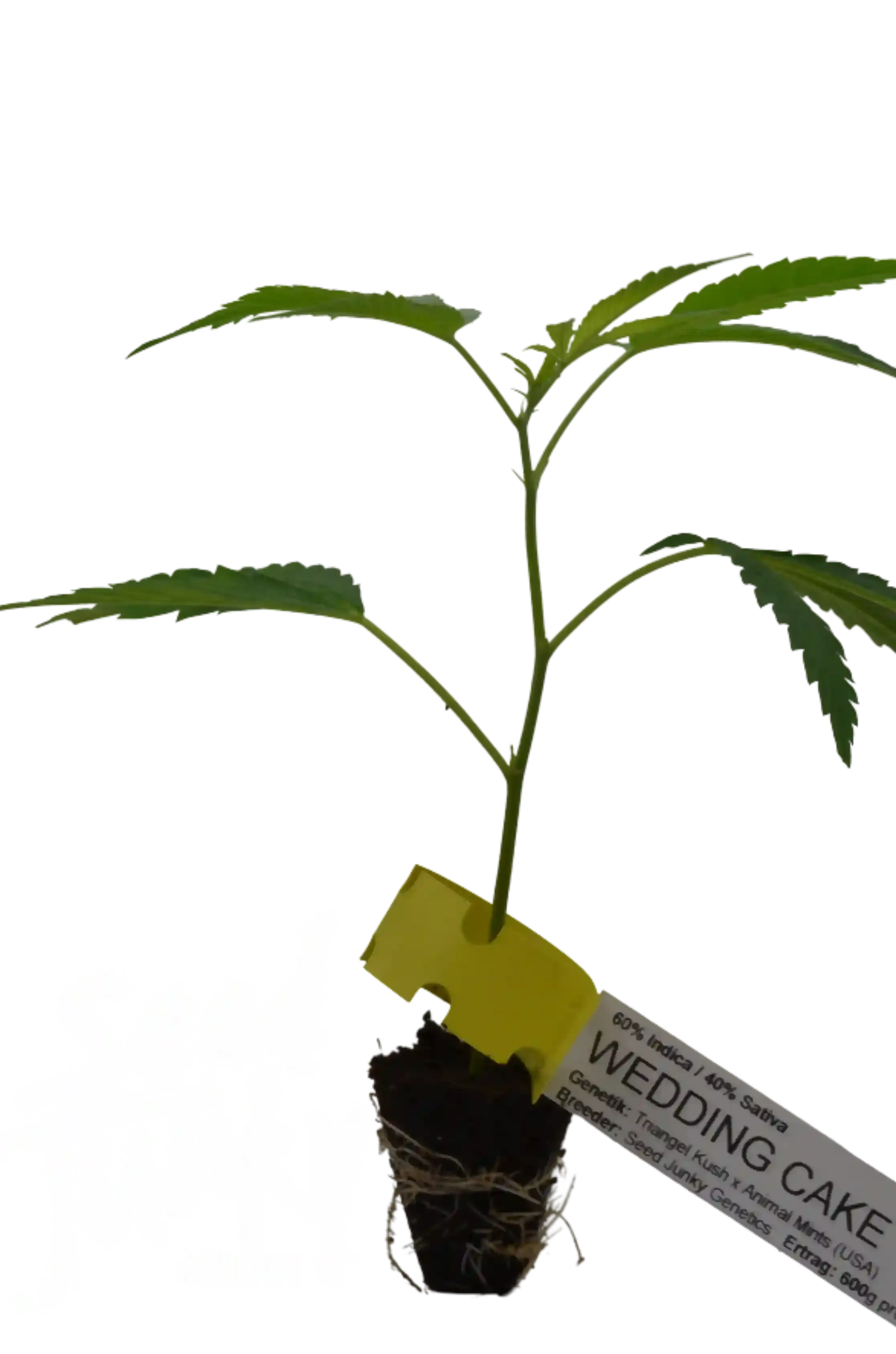 Cannabis Stecklinge Wedding Cake HHCFriends